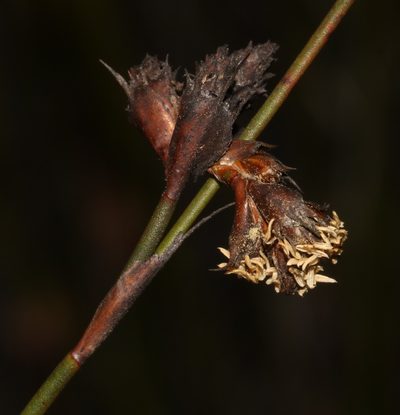 Restio virgeus, photographed by Brian du Preez