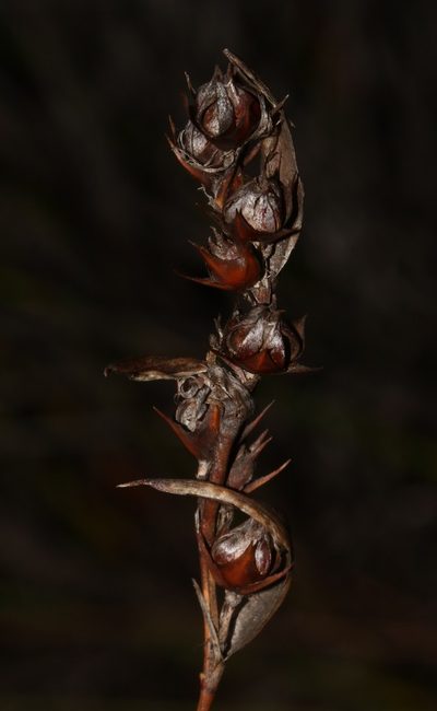 Askidiosperma paniculatum, photographed by Brian du Preez