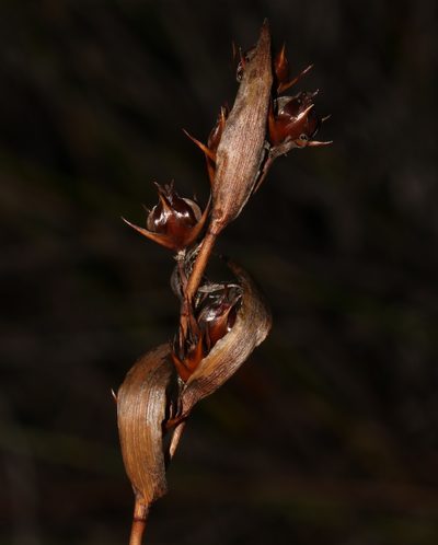 Askidiosperma paniculatum, photographed by Brian du Preez