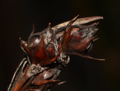 Askidiosperma paniculatum, photographed by Brian du Preez