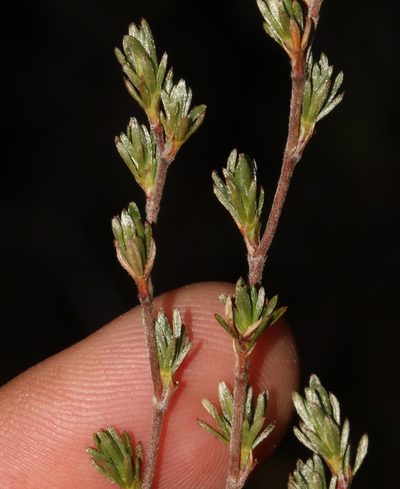 Cliffortia sericea, photographed by Brian du Preez