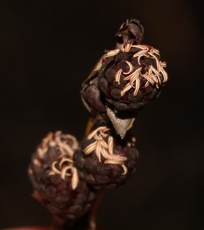 Restio bolusii, photographed by Brian du Preez