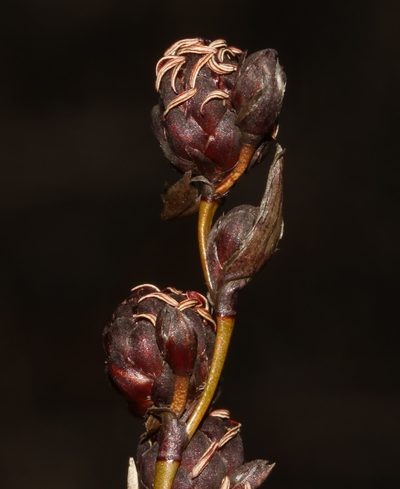 Restio bolusii, photographed by Brian du Preez
