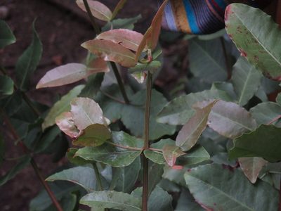 Lauridia tetragona, photographed by Jeremy Gilmore