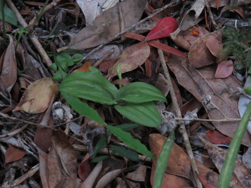 Liparis remota, photographed by Jeremy Gilmore