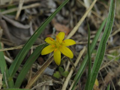 Hypoxis villosa, photographed by Jeremy Gilmore