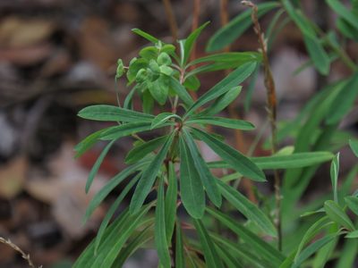 Euphorbia kraussiana, photographed by Jeremy Gilmore
