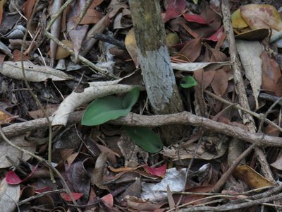Habenaria arenaria, photographed by Jeremy Gilmore