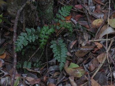 Asplenium rutifolium, photographed by Jeremy Gilmore