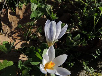 Crocus adamioides, photographed by katunchik