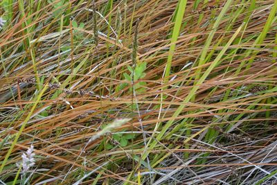 Carex tenuiculmis, photographed by John Barkla