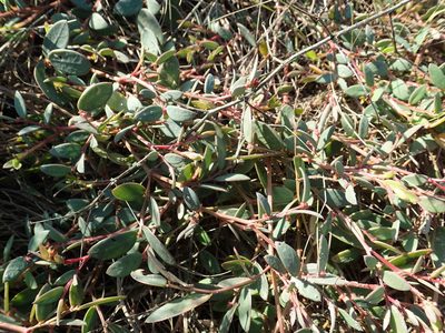 Synostemon bacciformis, photographed by 葉子