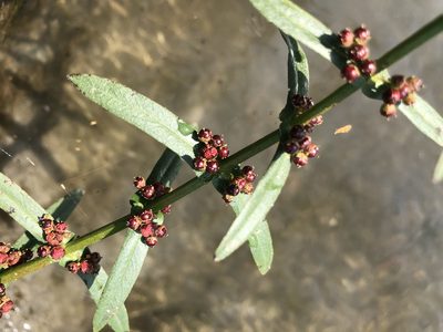 Ammannia auriculata, photographed by Cheng-Tao Lin