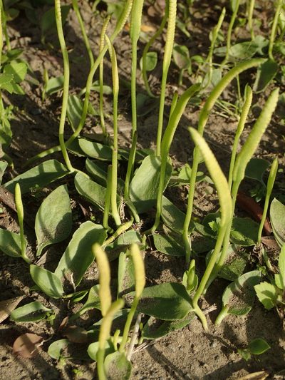 Ophioglossum petiolatum, photographed by 葉子