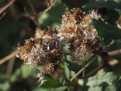 Pluchea pteropoda, photographed by 葉子