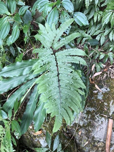 Pteris setulosocostulata, photographed by Cheng-Tao Lin