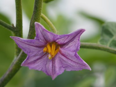 Solanum melongena, photographed by 葉子