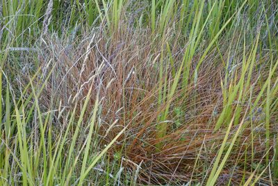 Carex tenuiculmis, photographed by John Barkla