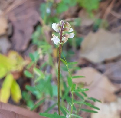 Vicia pulchella, photographed by Eugenio Padilla
