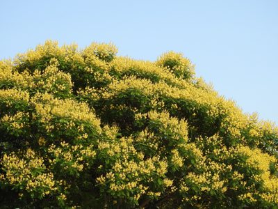 Peltophorum dubium, photographed by Eduardo Luis Beltrocco