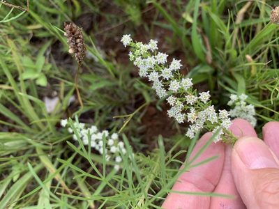 Selago densiflora, photographed by Dave Richardson