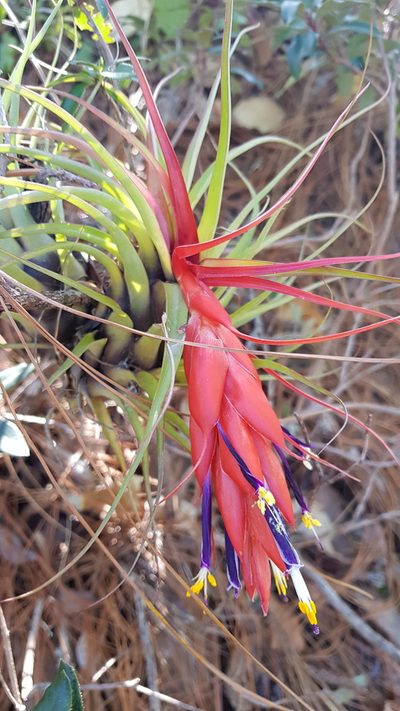 Tillandsia oaxacana, photographed by Eugenio Padilla