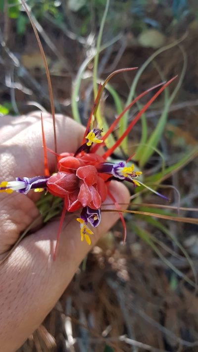 Tillandsia oaxacana, photographed by Eugenio Padilla