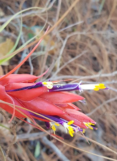 Tillandsia oaxacana, photographed by Eugenio Padilla