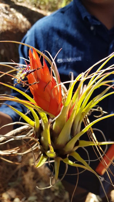 Tillandsia oaxacana, photographed by Eugenio Padilla