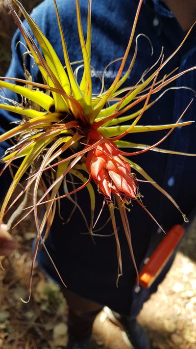 Tillandsia oaxacana, photographed by Eugenio Padilla