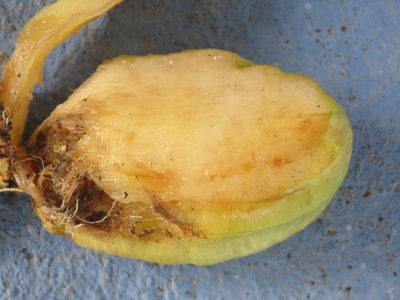 Parmentiera aculeata, photographed by jmmaes