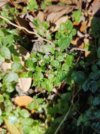 Rousselia humilis, photographed by peakaytea