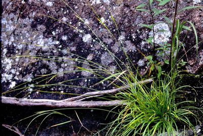 Carex capillaris, photographed by Allan Harris