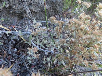 Helichrysum rotundifolium, photographed by linkie