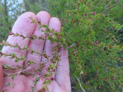 Cliffortia serpyllifolia, photographed by linkie