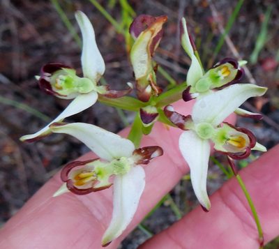 Disa bivalvata, photographed by linkie