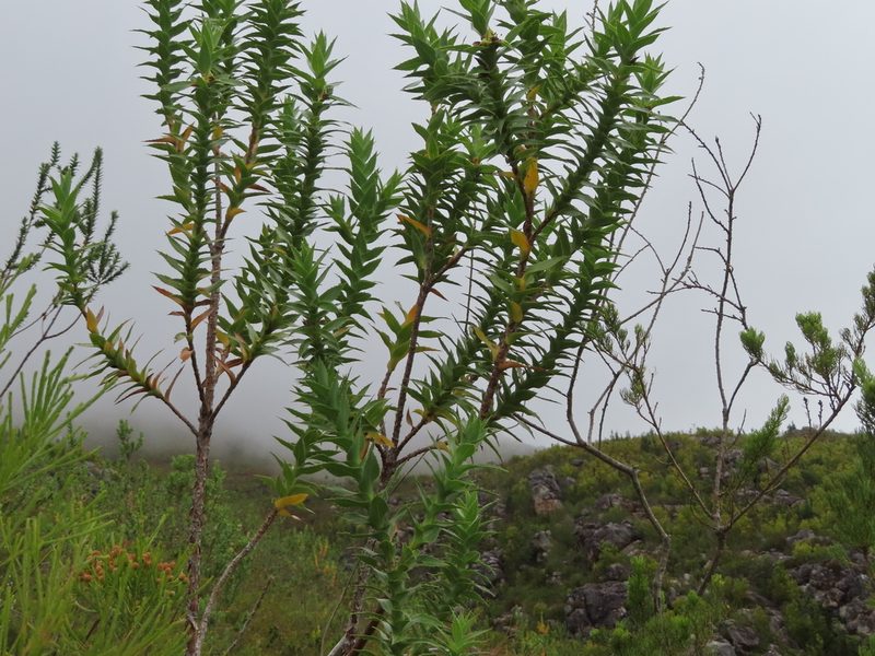 Cliffortia grandifolia, photographed by linkie