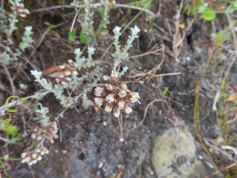 Langebergia canescens, photographed by linkie