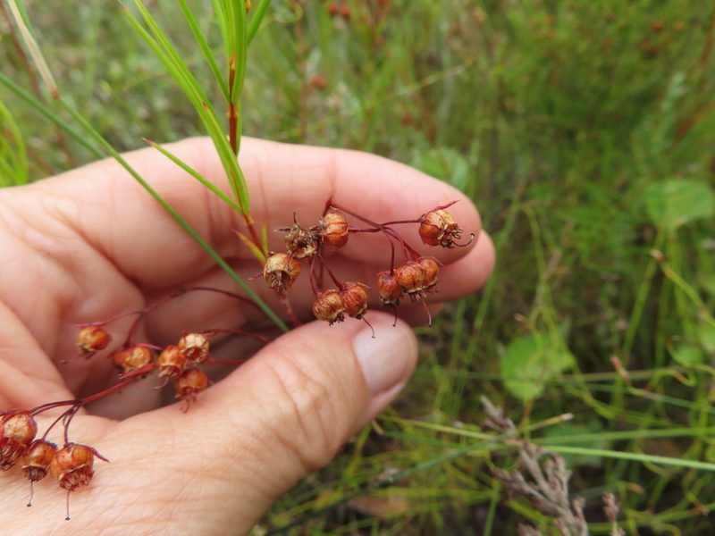 Erica polifolia, photographed by linkie