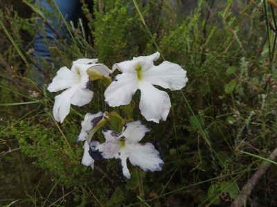 Harveya capensis, photographed by linkie