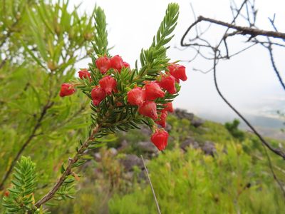 Erica ardens, photographed by linkie