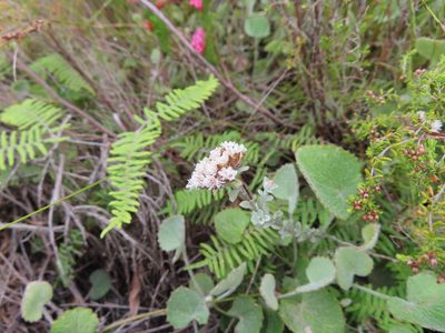 Langebergia canescens, photographed by linkie