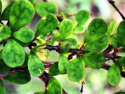 Coprosma parviflora, photographed by Peter de Lange