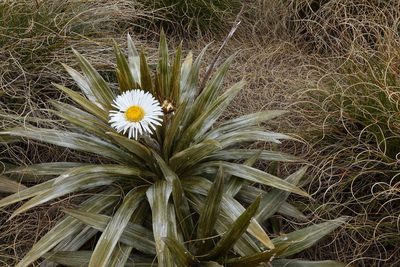 Celmisia coriacea, photographed by John Barkla