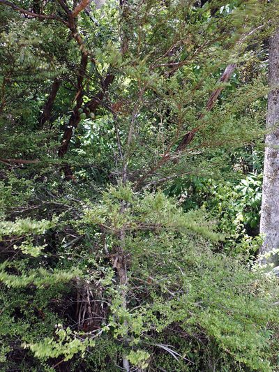 Coprosma parviflora, photographed by Peter de Lange