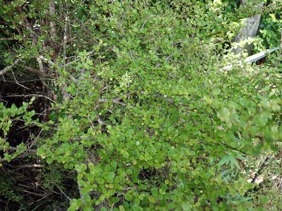 Coprosma parviflora, photographed by Peter de Lange