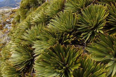 Aciphylla crosby-smithii, photographed by John Barkla