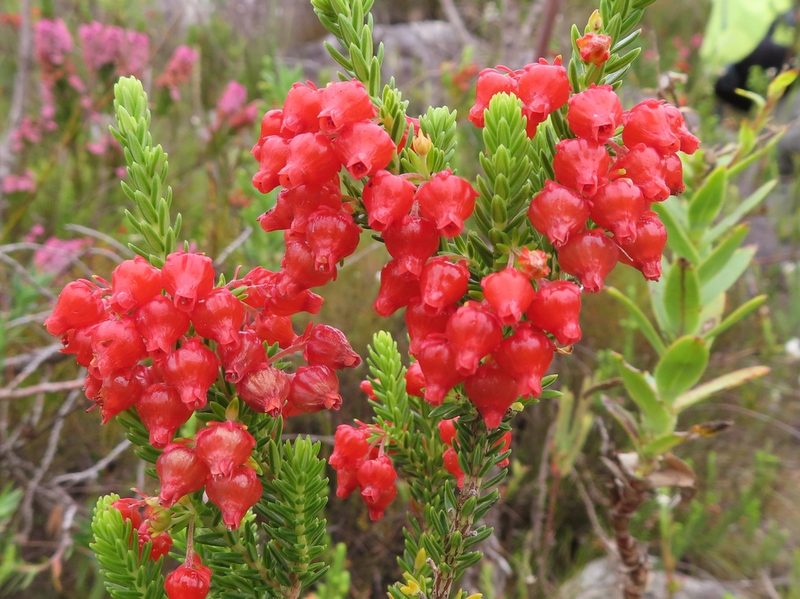Erica ardens, photographed by linkie