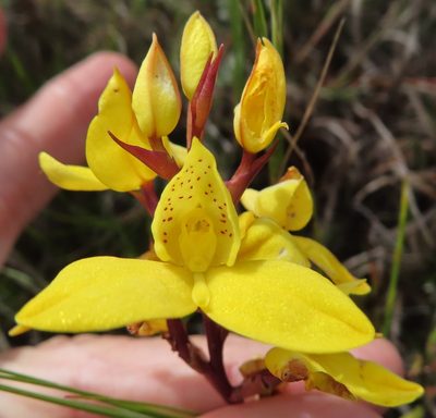 Disa aurata, photographed by linkie