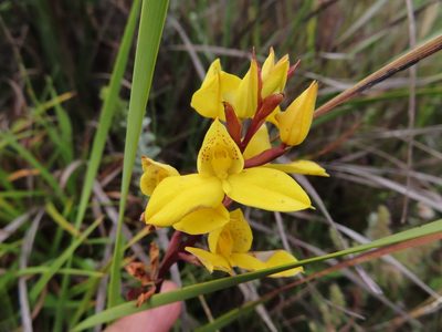 Disa aurata, photographed by linkie